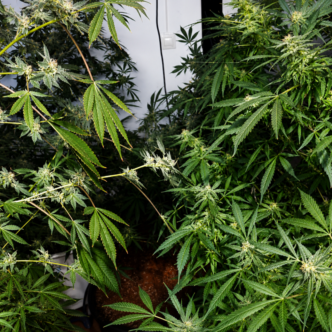 Operativo policial en Granma: Campesino detenido por cultivo ilegal de marihuana